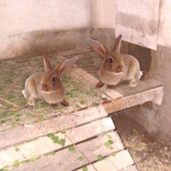 Cría de conejos en fosas: ventajas y desventajas, fotos.