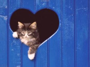 Enfermedades del corazón en gatos: estructura de los órganos, enfermedades del corazón, parada, síntomas y tratamiento de enfermedades, detección