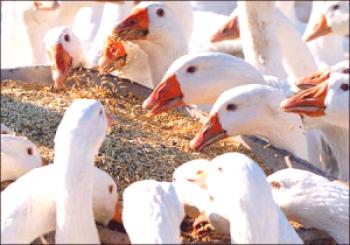 Cómo alimentar a los gansos en casa en invierno y verano: video