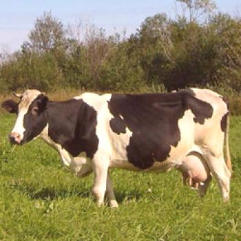 Kholmogorsk raza de vacas: descripción y características