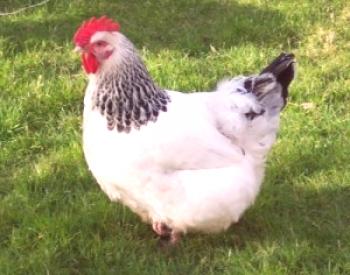 Starost piščančjega piščanca: metode opredelitve
