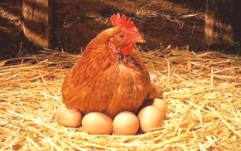 Zakaj piščanci ne padejo pozimi: razlogi in kaj storiti