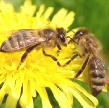 La asociación de criadores de abejas antes del soborno principal (medozborom) en el verano. Cómo combinar dos enjambres.