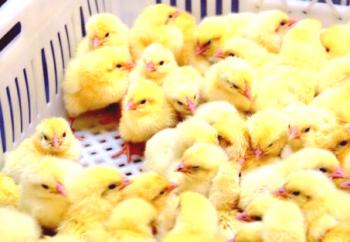 Kateri antibiotiki dajejo piščanci brojlerjem in kako to narediti prav