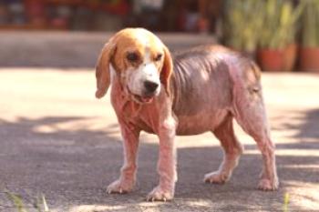 Un desorden dermatológico desagradable es la pioderma en perros.
