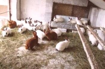 Retención de conejos en jaulas: experiencia detallada.