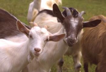 Cría de cabras de razas populares en el patio: video