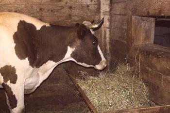 Ohranjanje krav v obdobju zastojev: namigi in triki