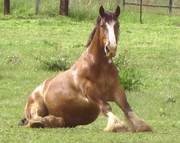 Mioglobinurija konjev: vzroki, simptomi, zdravljenje