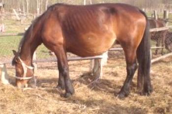 Embarazo de un caballo: cuánto tiempo dura y cómo pasa