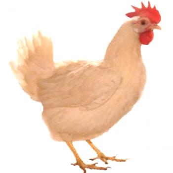 ¿Qué razas de pollos se reproducen en la región de Leningrado?