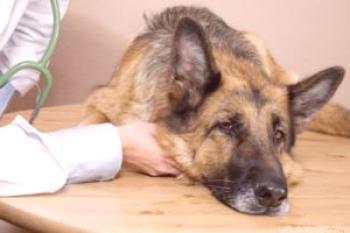 ¿Qué tan peligrosa es la meningitis en los perros?