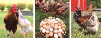 La fertilización de los huevos de gallina es un matiz importante.