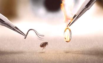 Cómo deshacerse de las pulgas en un apartamento, un lugar de residencia, el tratamiento de las pulgas