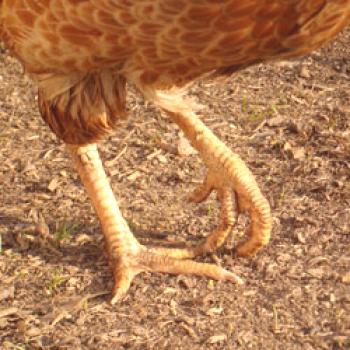 Заболявания на краката при пилета: симптоми, профилактика, лечение