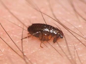 Información sobre cómo se ven las pulgas y cómo tratarlas.