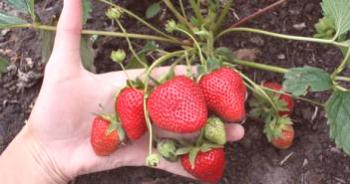 Reparación de fresas: cultivo y aseo en casa.