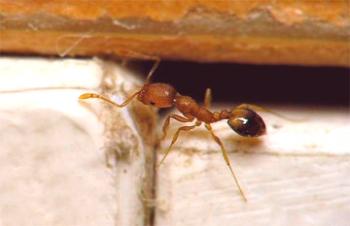Manjše mravlje v stanovanju, kako se znebiti