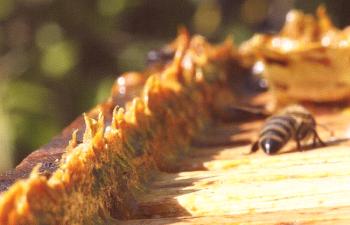 Uporaba in uporaba propolisa za zdravljenje bolezni