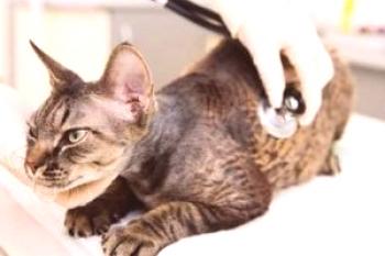 Infarto impredecible en gatos: signos, diagnóstico y restauración de un animal
