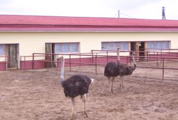 Granja de avestruces en los distritos de Serpukhov y Lyubertsy cerca de Moscú