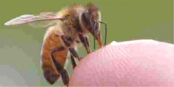 Ungüento a base de veneno de abeja - aplicación, aplicación, contraindicaciones