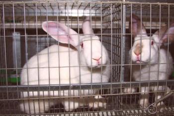 Mantener a los conejos en jaulas de arranque