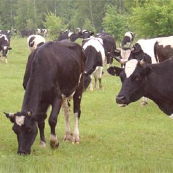 Črno-bela pasma krav: opis in značilnosti