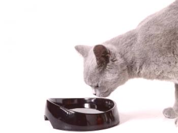 Kaj nahraniti britansko mačko?