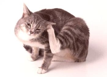 El gato rozó la oreja con la sangre: ¿qué hacer si se inhalan las orejas, el animal sacude la cabeza, cómo tratar?
