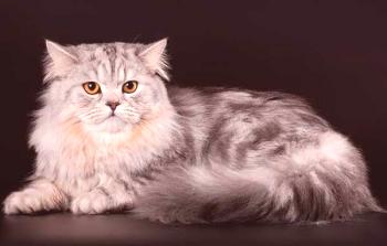Highland Strait: Scottish Straight Long-Haired Cat