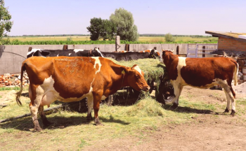 Produktivnost krav molznic: determinante