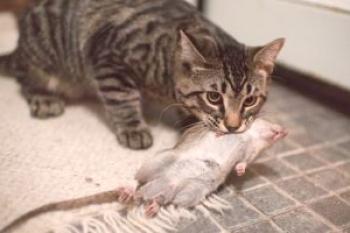 ¿Por qué los gatos llevan a casa a los animales muertos, por qué llevar la extracción al propietario, qué hacer con el ratón?