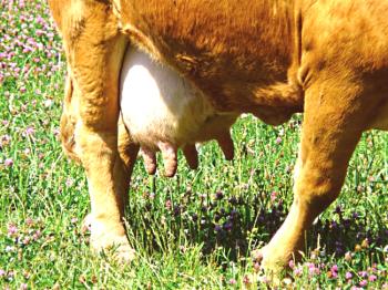Mastitis en vacas: causas, síntomas, especies.