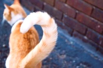 Zlom repa mačk in mačk: simptomi in zdravljenje