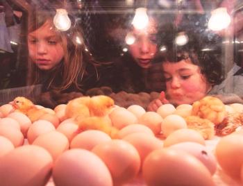 Incubación de huevos en una incubadora.