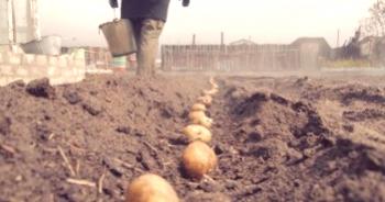 Kumarev krompir: značilnost, opis sorte