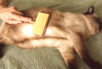 ¿Por qué un gato se cae de la lana con esponjas en chesaniya?
