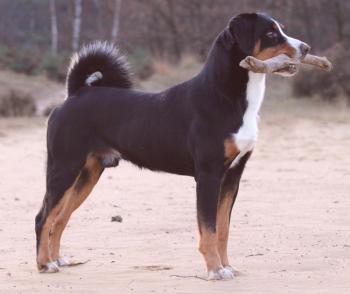 Appenzeller zennenhund: foto, descripción de la raza, personaje, video