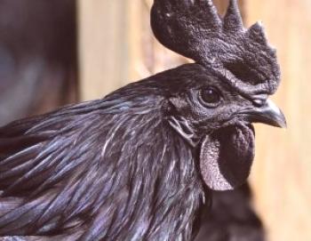Raza de pollos Ajama Zemani: descripción, descripción y foto