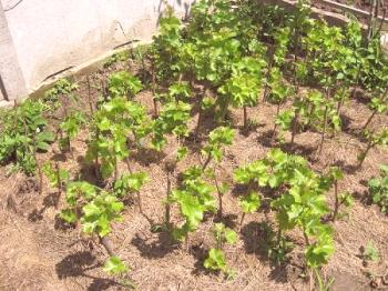 El esquema de plantación de uvas en invernadero.