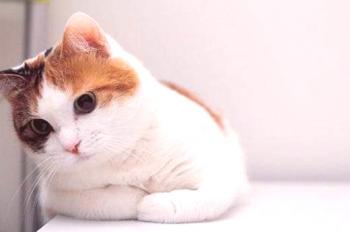 Kaj dati mačka z žebelj: nasveti, kapljice. Kako pomagati mački z nohtom
