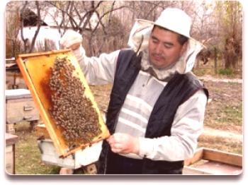 Cría de abejas en casa para principiantes