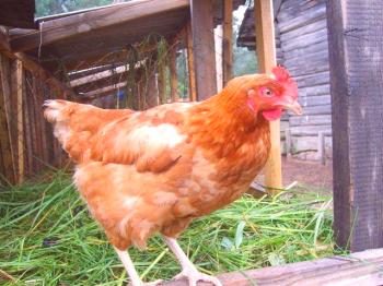 Por qué los pollos caen en las piernas: averiguando las causas y el tratamiento completo