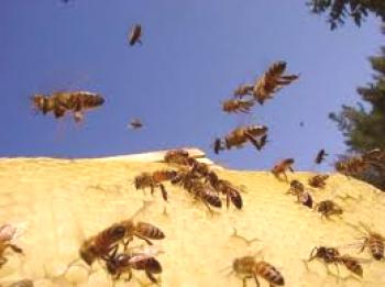 Življenje čebel, delitev dolžnosti v panju, poletne čebele