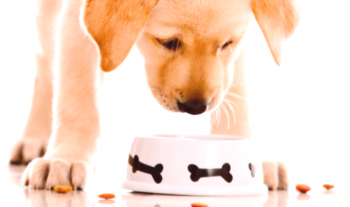 Alimentos para perros de Purina Pro Plan: alimentos premium listos para comer