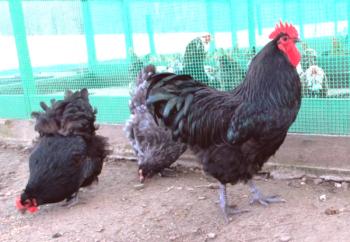 Descripción y características de la raza de pollos Jersey gigante.