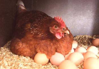 Cómo poner una gallina en los huevos: instrucciones y video.