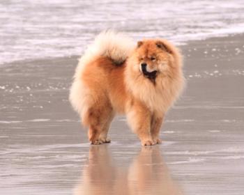 Psi pasme Chow Chow (foto): Stormy home lion