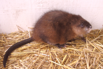 Reproducción de la rata almizclera en casa: video